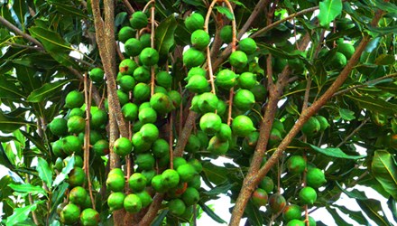 Macadamia nuts and farmers’ opportunities “2 West” 