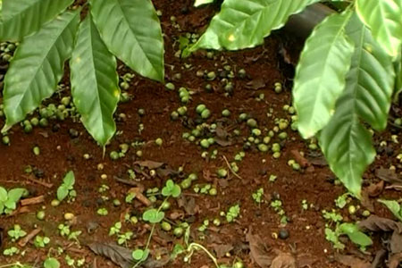 Central Highlands: Coffee has dropped fruit 