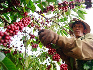 Vietnamese Coffee – A turbulent year 