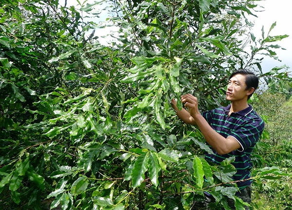 Lam Dong: Bao Lam farmers take care of the “output” of macadamia trees 
