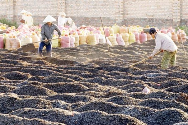 Coffee export: Raising “quality” through processing? 